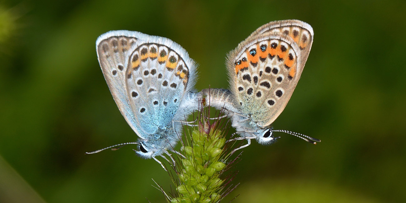 Lycaenidae da identificare - Plebejus argus